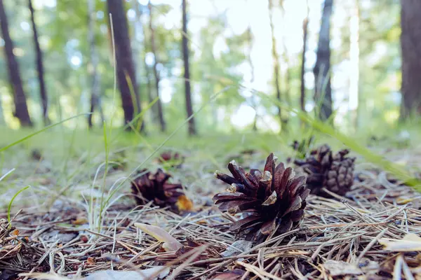 Cones de abeto no chão da floresta — Fotografia de Stock