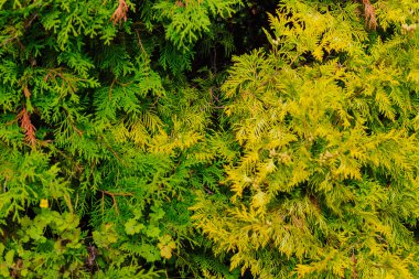 Renkli sonbahar yaprakları