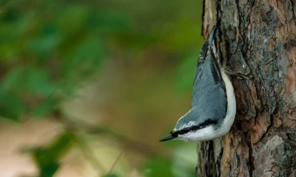 Middle spotted woodpecker perched on a vertical tree trunk — Stock Photo, Image