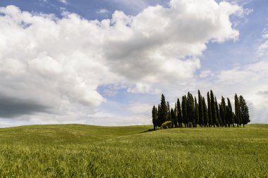 Tepelerde Grove