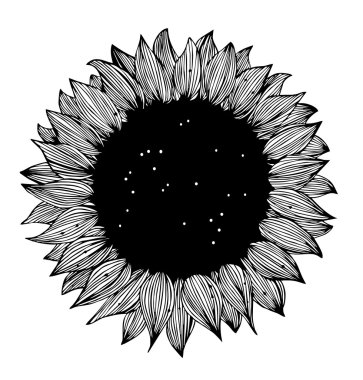 Ayçiçeği siyah ve beyaz