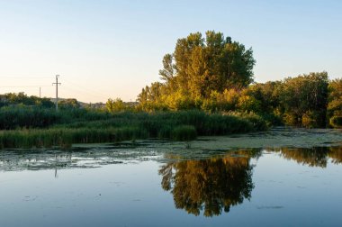 Yazın parkta ağaçlarla dolu bir göl. fotoğraf