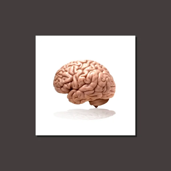 3D人脑图解 — 图库照片