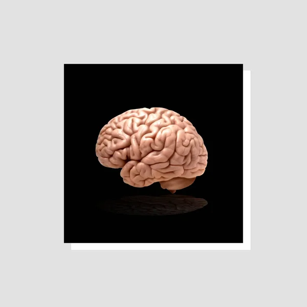 Ilustración Del Cerebro Humano —  Fotos de Stock