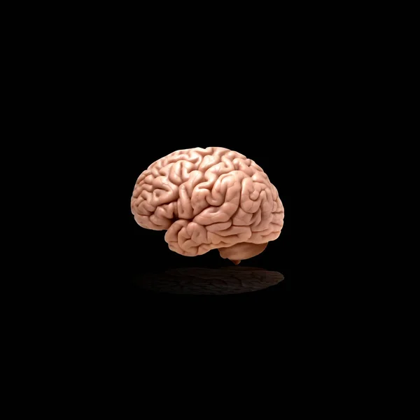 Ilustración Del Cerebro Humano —  Fotos de Stock