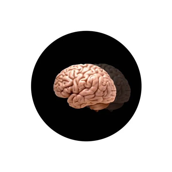 Ilustración Del Cerebro Humano —  Fotos de Stock