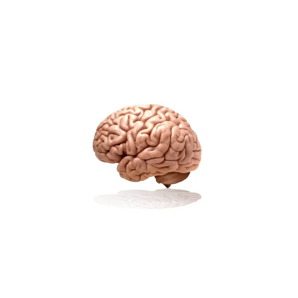 Illustration Human Brain — Stock Photo, Image