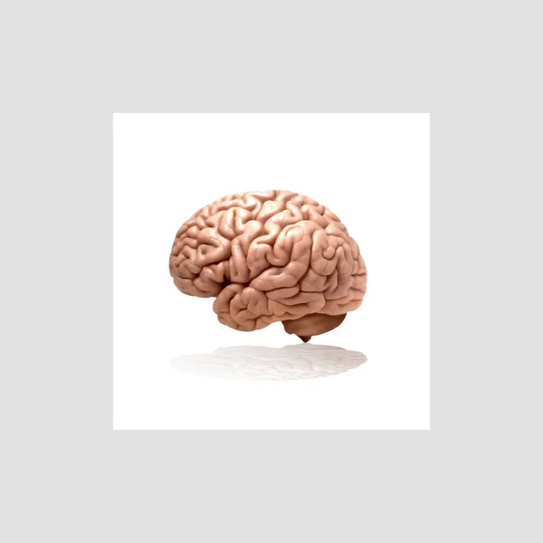 人間の脳の3Dイラスト — ストック写真