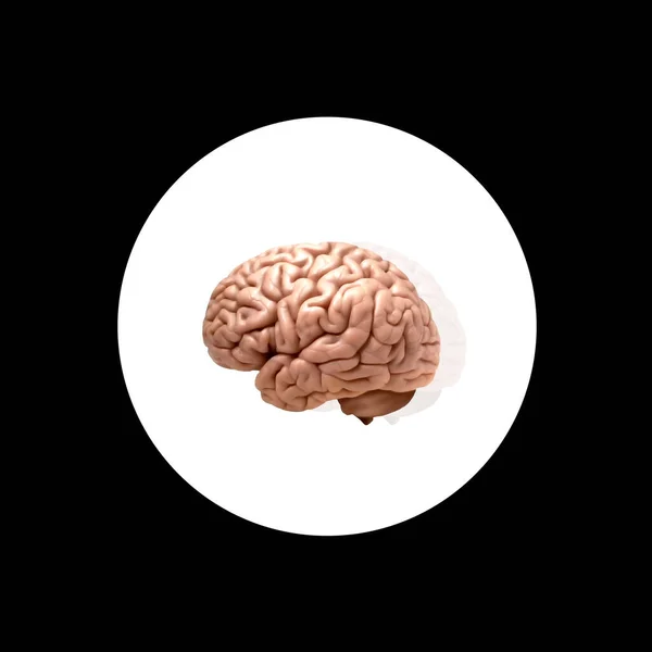 Illustration Mänsklig Hjärna — Stockfoto