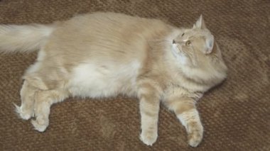 Güzel kırmızı kedi, güneşli bir günde kanepede uzanıp kestiriyor. İçerideki samimi görüntüler..