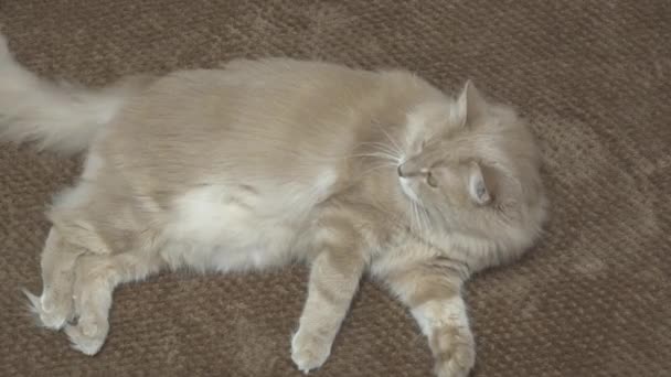 Vakre røde katt som ligger og sover på en sofa på en solskinnsdag. Koselig innendørsopptak. – stockvideo