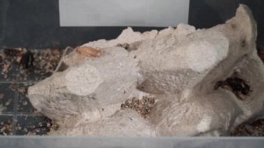 Evdeki sorun hamamböceklerinin mutfakta yaşaması. Hamamböceği beyaz arka planda kepekli ekmek yiyor. Hamamböcekleri hastalığın taşıyıcılarıdır..