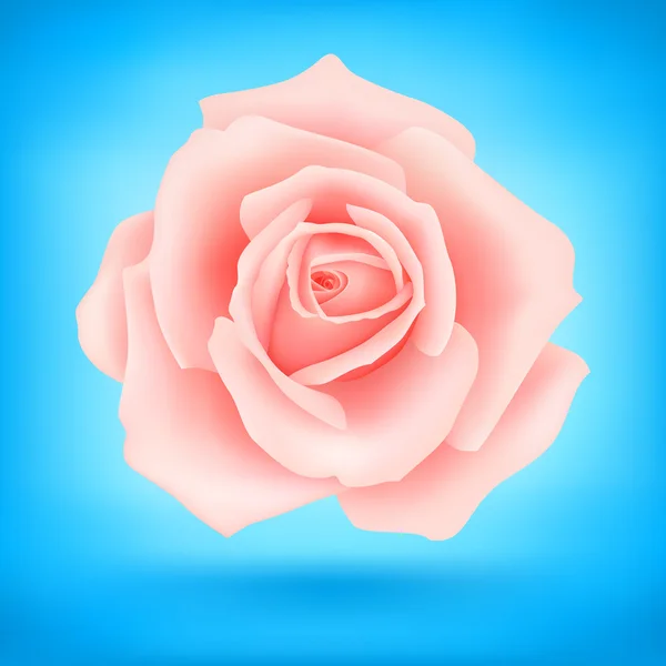 Pink rose — Stock Vector