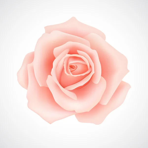 Rosa Rose — Stockvektor