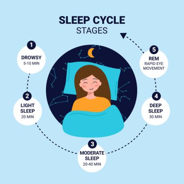 REM, derin, hafif ve zaman çizelgesine göre ortalama uyku döngüsü aşamalarını gösteren bilgi.