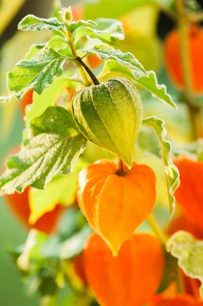 Winter cherry — Stock Photo, Image