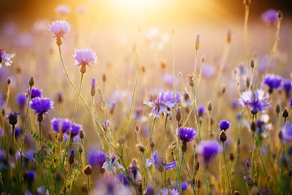 Sunrise on the meadow — Stock Photo, Image