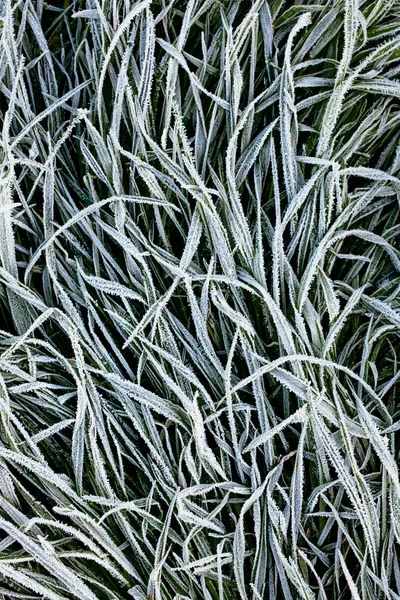 Ground frost — Stock Photo, Image