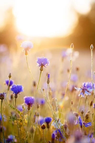 Cornflowers — Stock Photo, Image