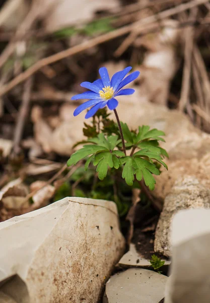 Anemon blanda çiçek — Stok fotoğraf