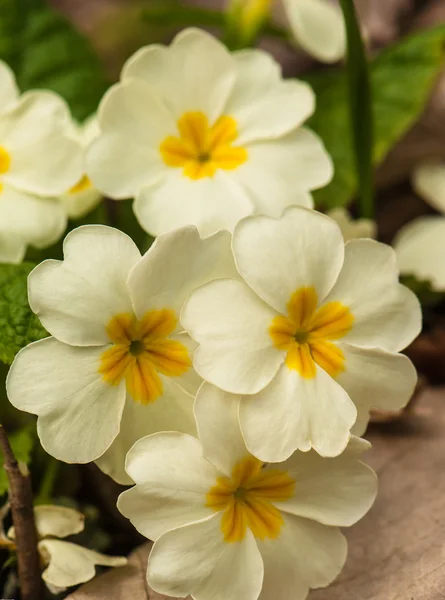 月見草の花クローズ アップ — ストック写真