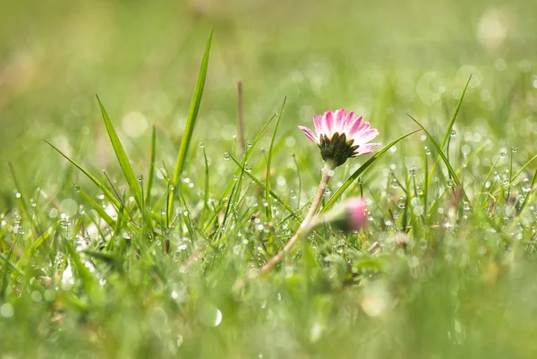 Gänseblümchen-Blume im Gras, — Stockfoto