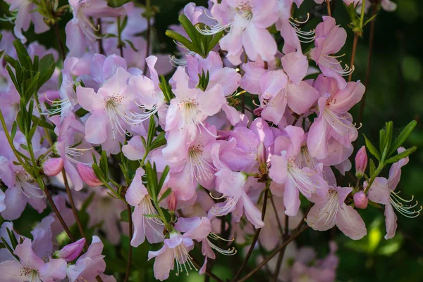 Blüten und Blütenknospen des rosa Rhododendrons — Stockfoto