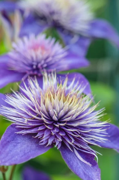 Blauwe clematis bloemen — Stockfoto
