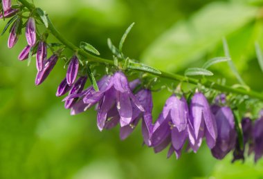 çiçekli çan Şubesi