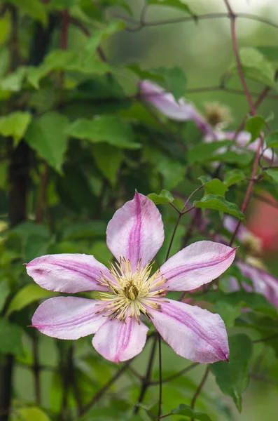 Růžový clematis květina s fialovým pruhy — Stock fotografie