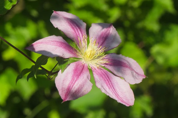 Růžový clematis květina s fialovým pruhy — Stock fotografie