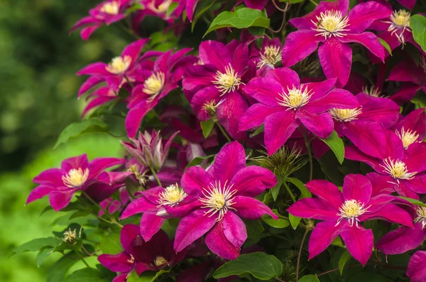 Lila clematis i trädgården — Stockfoto