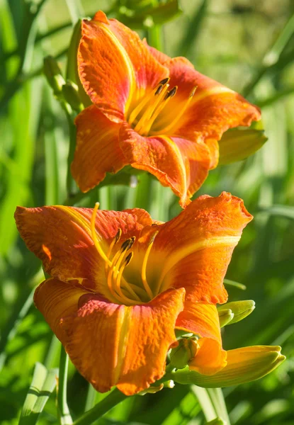 Daylily πορτοκαλί λουλούδια — Φωτογραφία Αρχείου