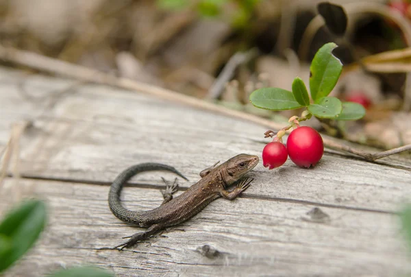 Lagarto sentado em uma árvore seca — Fotografia de Stock