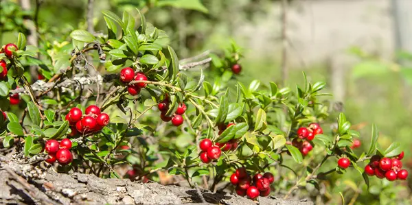 Bush cranberries close-up — Stock Photo, Image