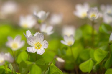 Bahar ormanında oksalis çiçek açıyor. Beyaz çiçeklerin yakın plan çekimi