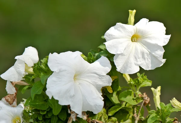 Flores brancas petúnias — Fotografia de Stock