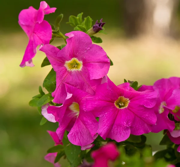 Pinkfarbene Petunien — Stockfoto