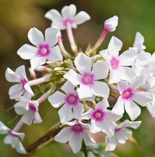  Beyaz ve pembe phlox