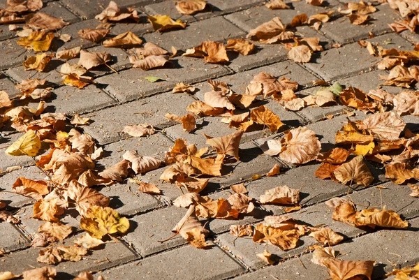 Feuilles d'automne reposent sur le trottoir — Photo