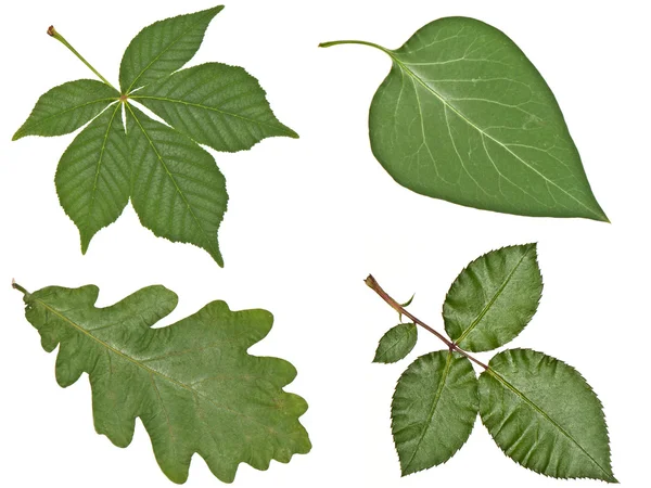 Buckeye, Eiche, Flieder und Rosenblätter in Nahaufnahme isoliert — Stockfoto