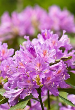 blooming rhododendrons closeup clipart