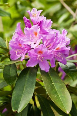 çiçek açan orman gülleri 