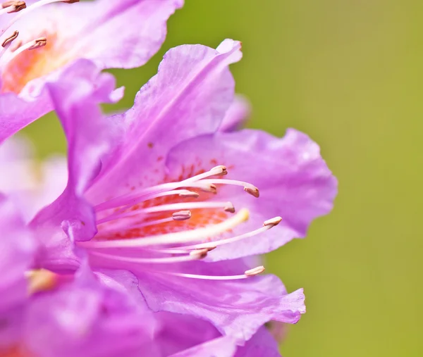 盛开的紫色杜鹃 — 图库照片