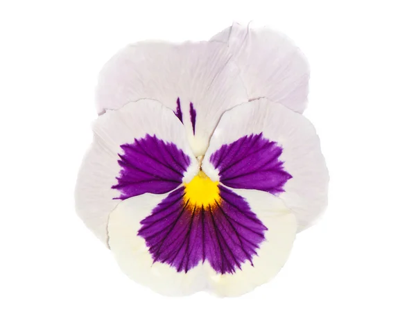 Viola con cente púrpura — Foto de Stock