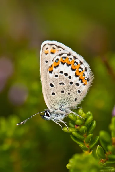 Miedź motyl na tło zamazane pole — Zdjęcie stockowe