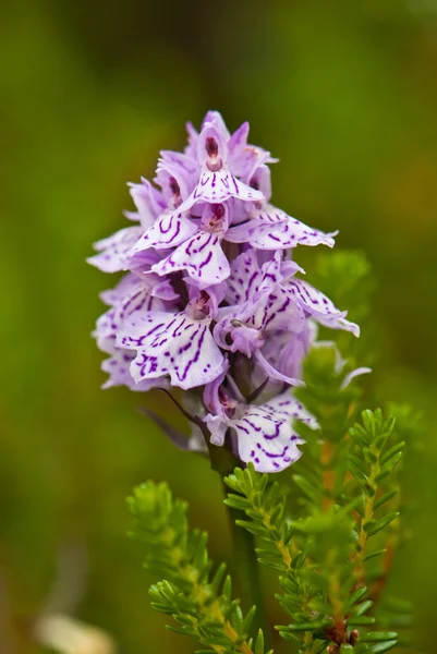 Violette wilde Orchidee — Stockfoto