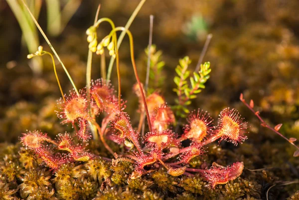 sundew tomurcukları ile