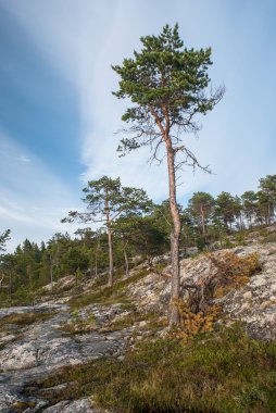Yamaçtaki ağaçlar