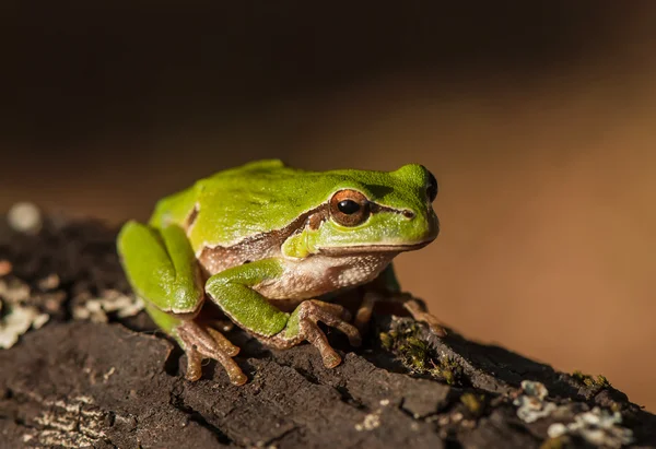 Frog on a tree bark — Stock Photo, Image